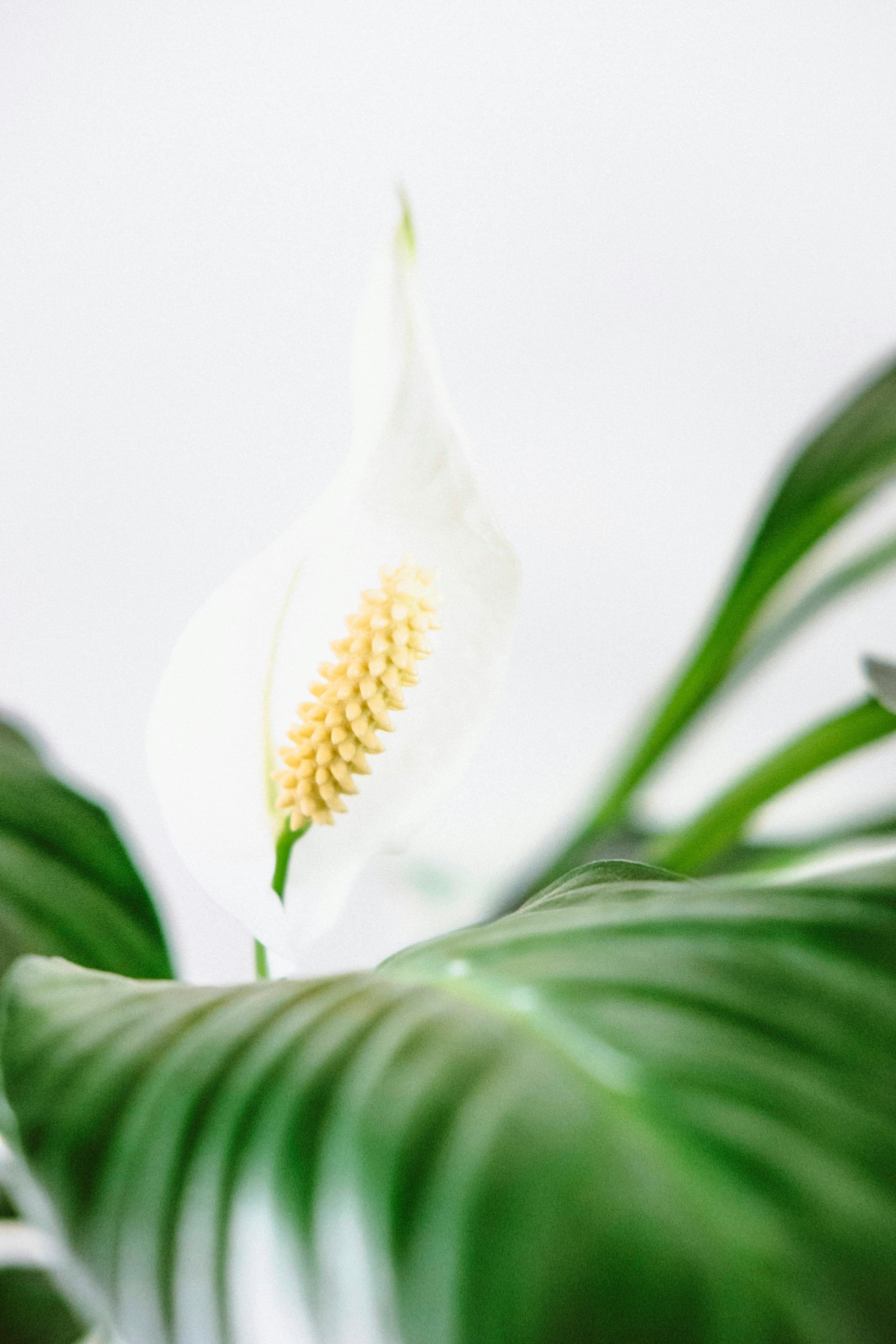 Peace Lily