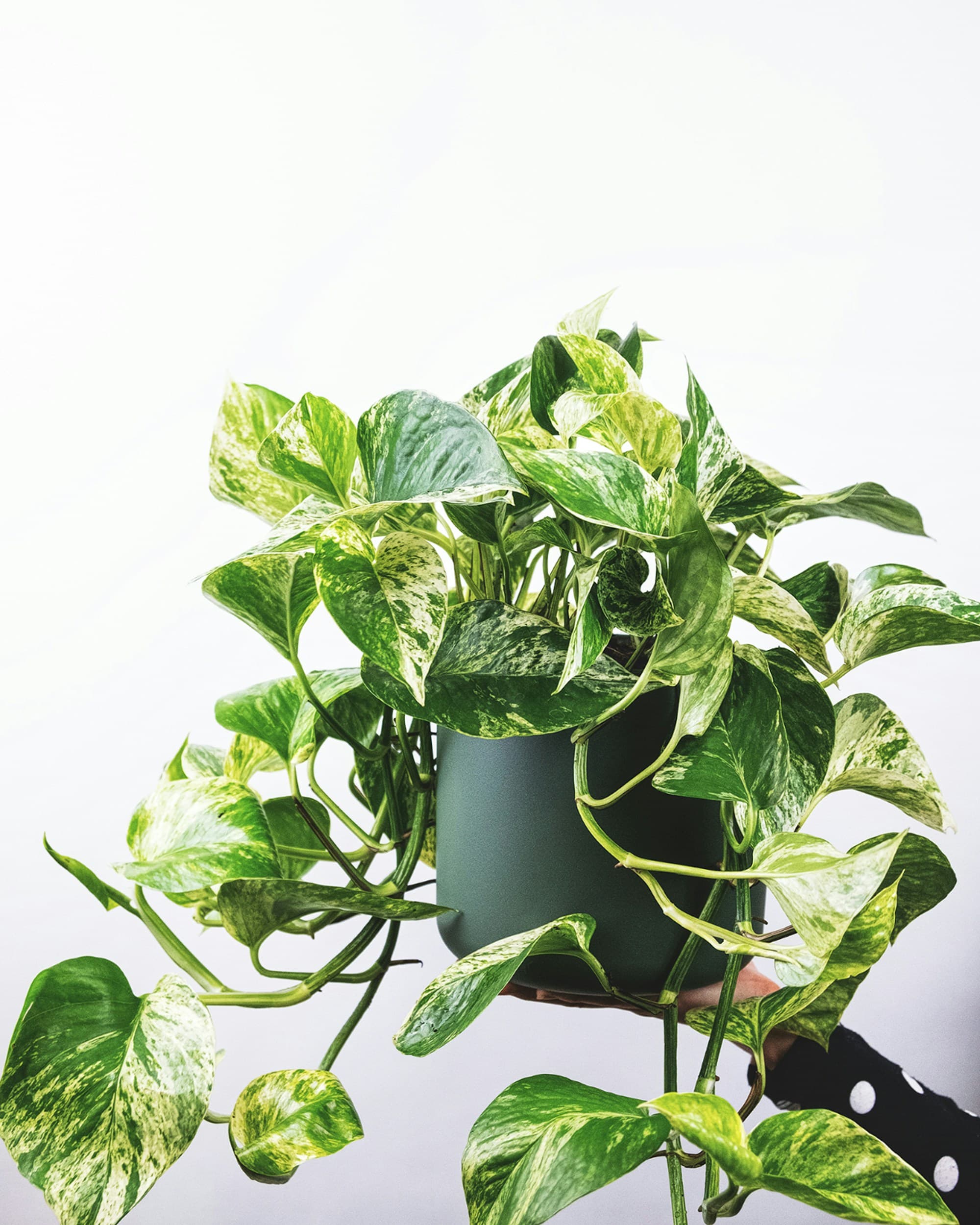 Golden Pothos