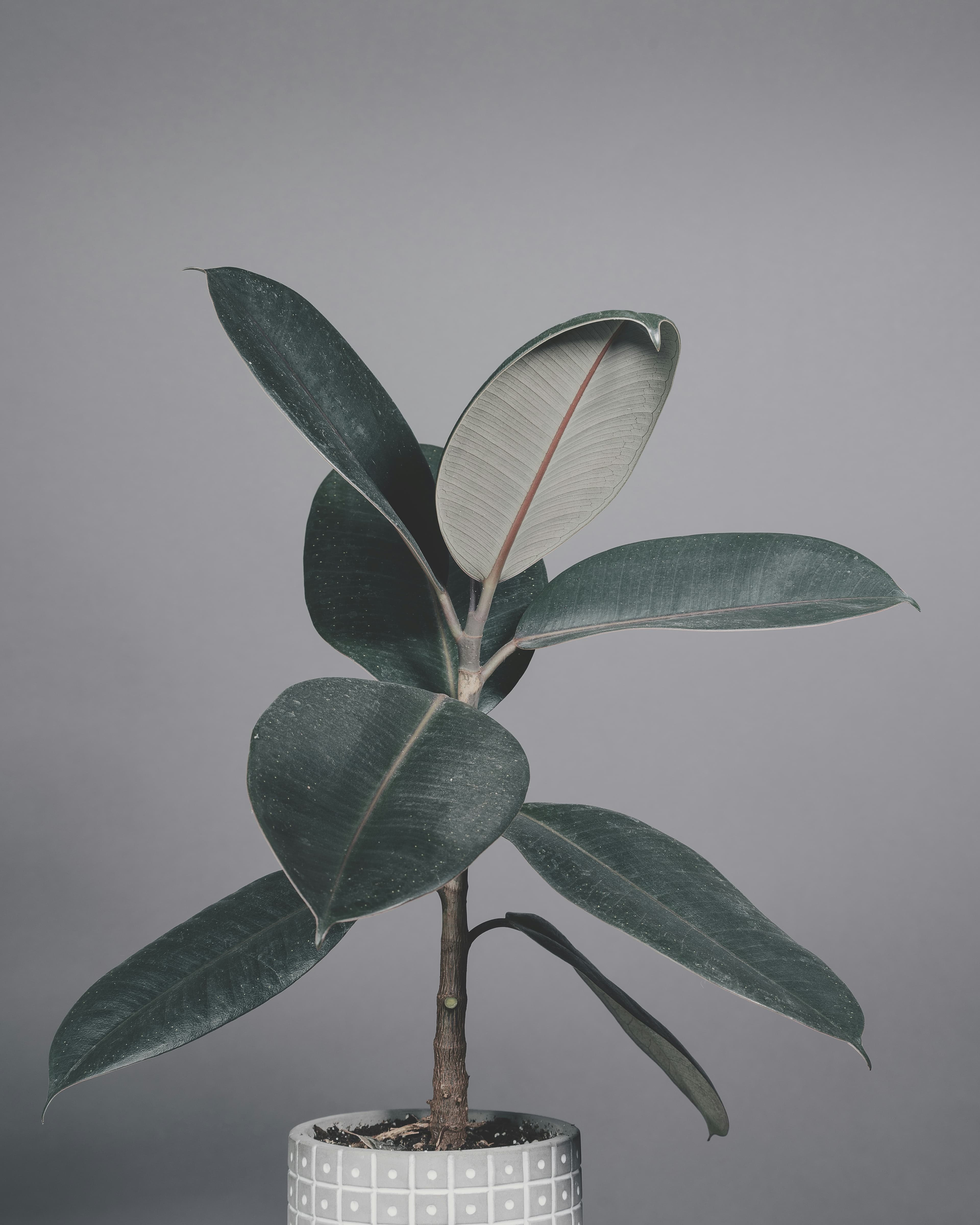 Rubber Tree